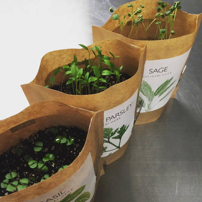 Garden in a Bag | Sage | Spring Kitchen Garden Gift