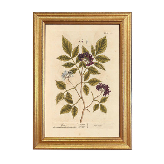 Elderberry Winter Botanical Framed Print