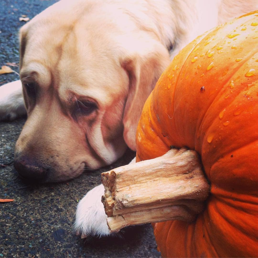 Seed Start | Pumpkin