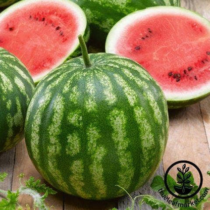 Seed Start | Mini Watermelon
