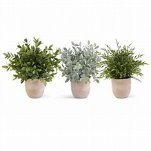 Assorted 11 inch Herbs in Terracotta Pot (3 Styles)