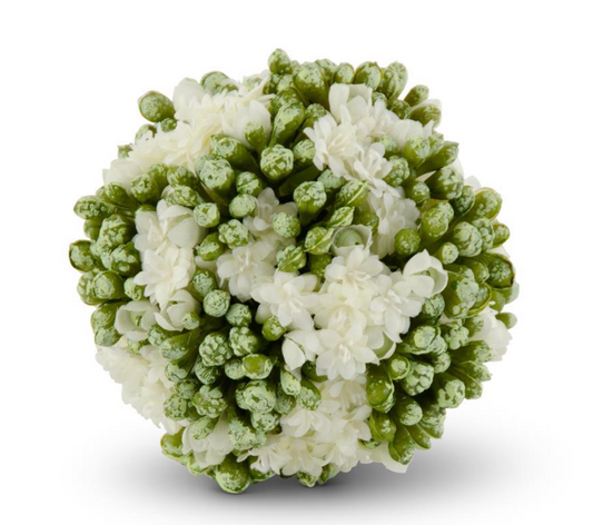 4 en bola de Kalanchoe blanca