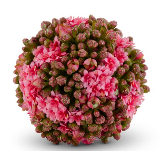 4 bolas de Kalanchoe rosa