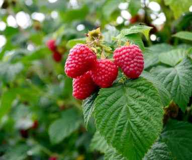 Homemade Raspberry Jam