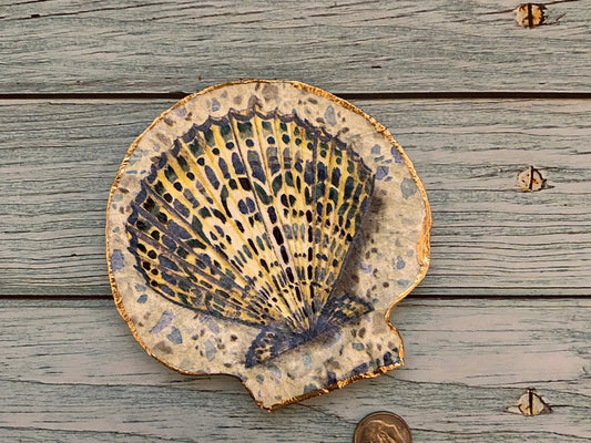 Sandy Scallop - Shell
