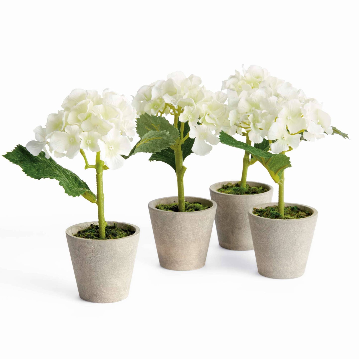 MINI HYDRANGEA POTTED 8"