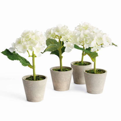 MINI HYDRANGEA POTTED 8"