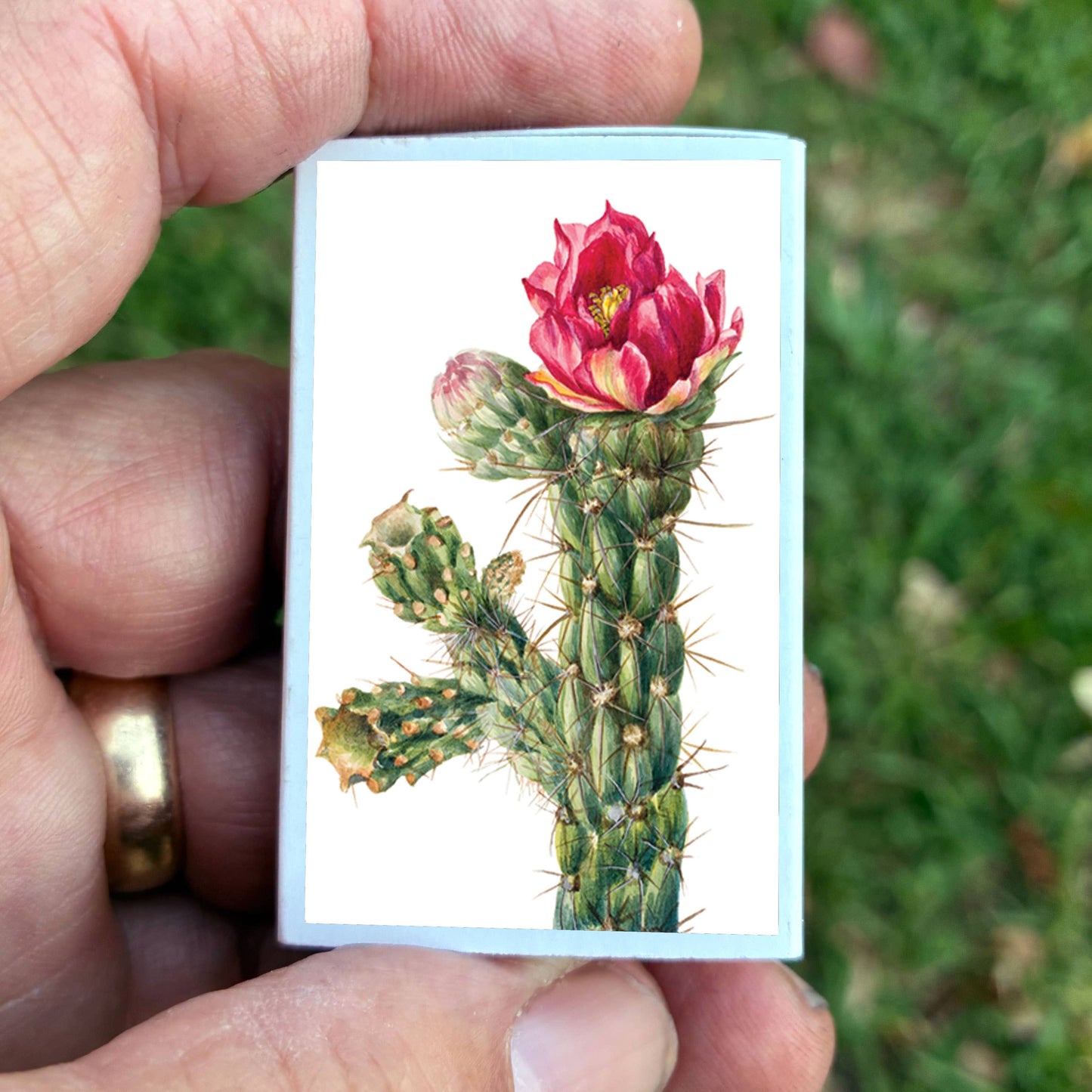Matches • Walkingstick Cholla Cactus