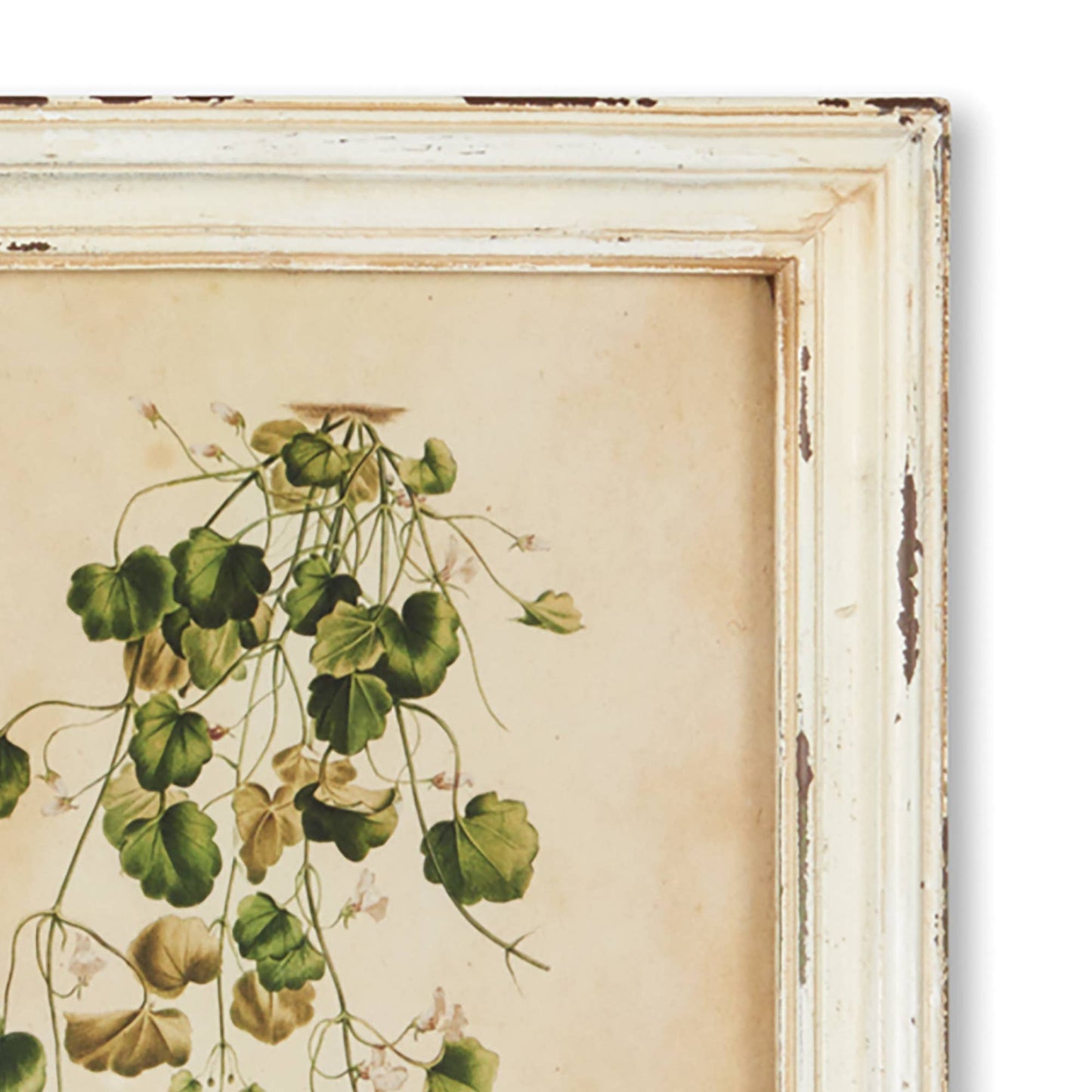 Framed Wild Flower Botanical Prints -Assorted- Sold Separately