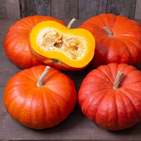 Seed Start | Pumpkin