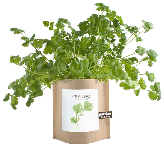 Garden in a Bag Cilantro | Thoughtful Cook’s Gift