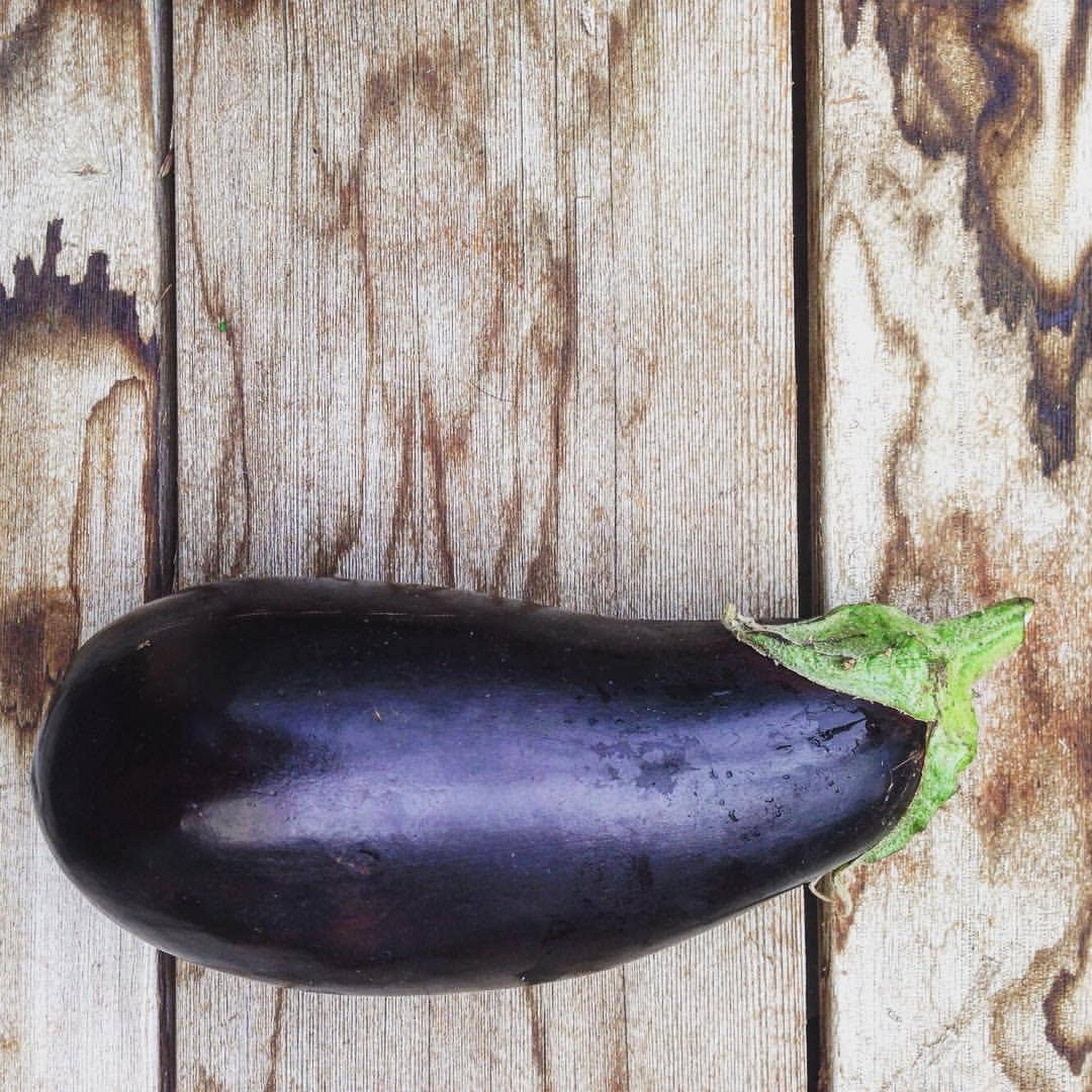 Seed Start | Eggplant