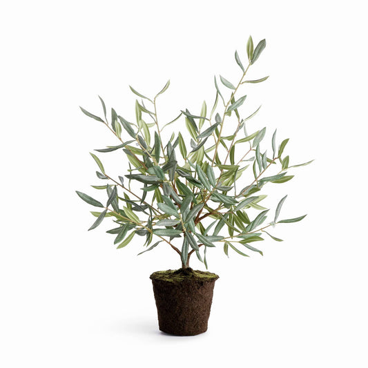 OLIVE TREE DROP-IN 26"