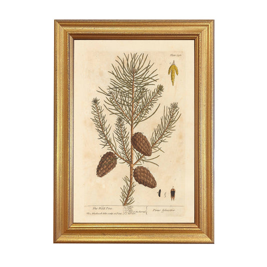 Wild Pine Winter Botanical Framed Print