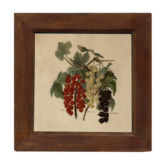 Bunch of Grapes Illustration Print Behind Glass, Wood Frame