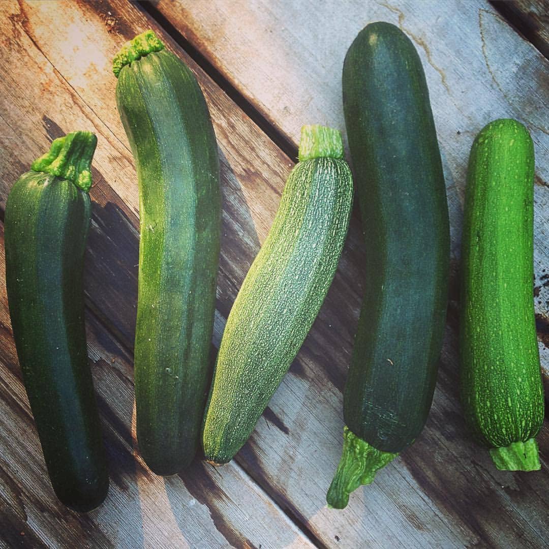 Seed Start | Zucchini