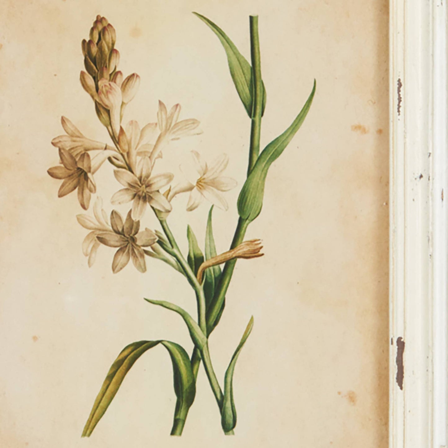 Framed Wild Flower Botanical Prints -Assorted- Sold Separately