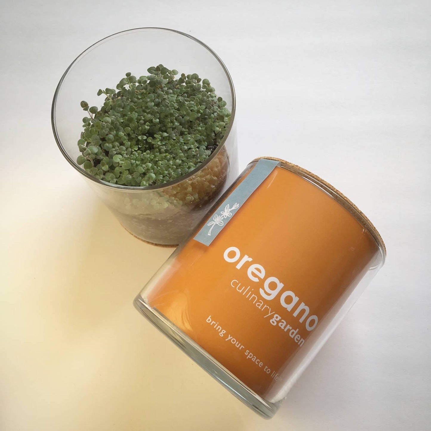 Essential Oregano Garden | Spring Herb Gift