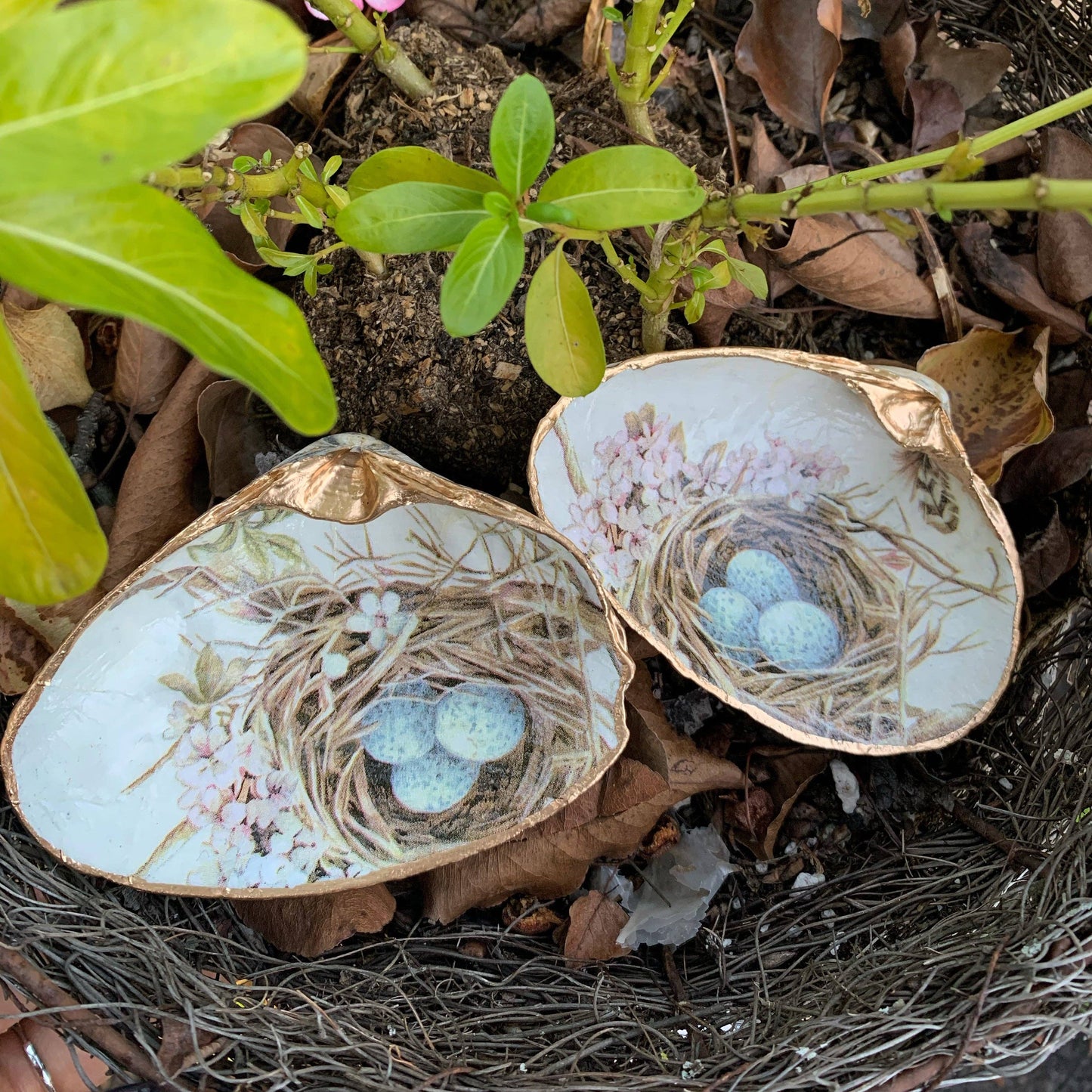 Serenity Shells - Birds Nest