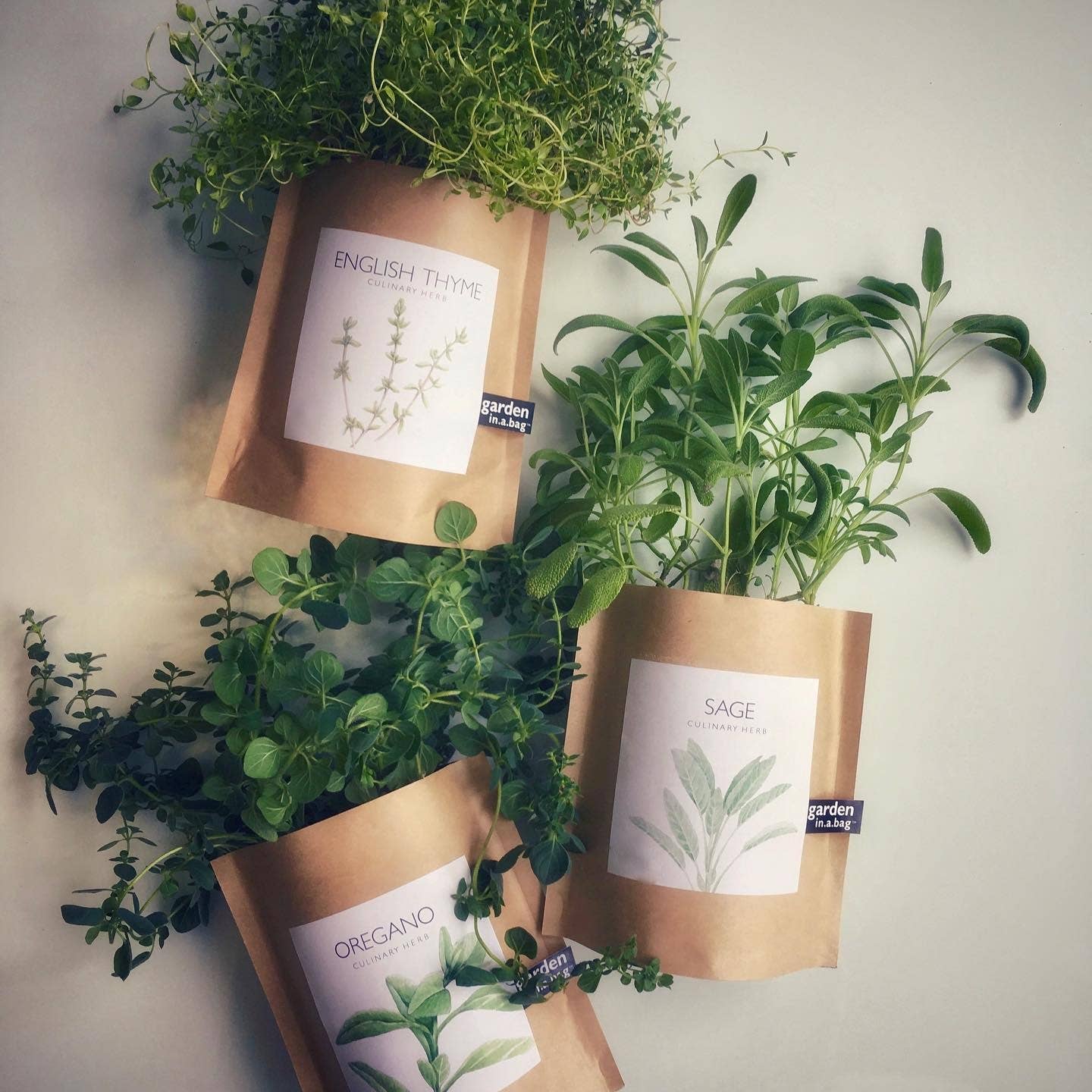 Garden in a Bag | Feathery Dill | Thoughtful Cook’s Gift