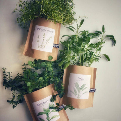 Garden in a Bag | Feathery Dill | Thoughtful Cook’s Gift