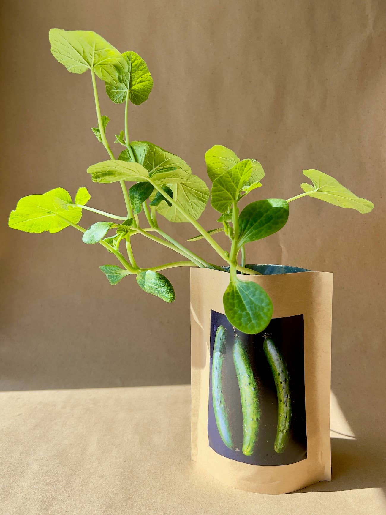 Garden in a Box | Vegetable Garden