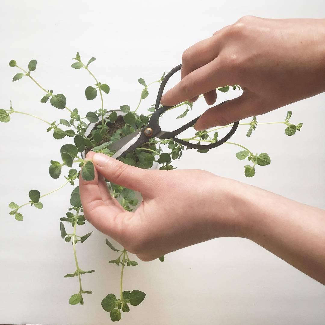 Essential Oregano Garden | Spring Herb Gift