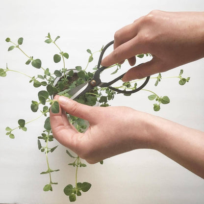 Essential Oregano Garden | Spring Herb Gift