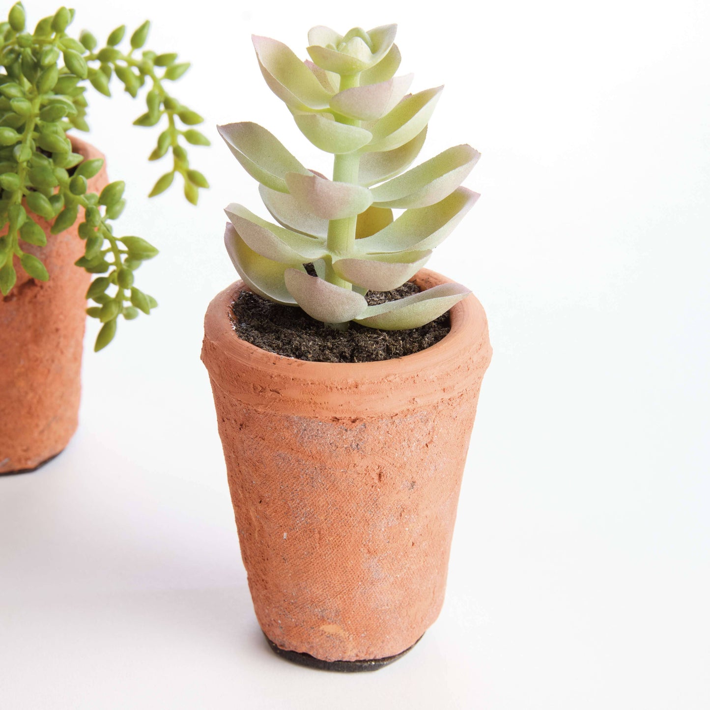 POTTED SUCCULENTS 8.5" -Assorted -Sold Separately