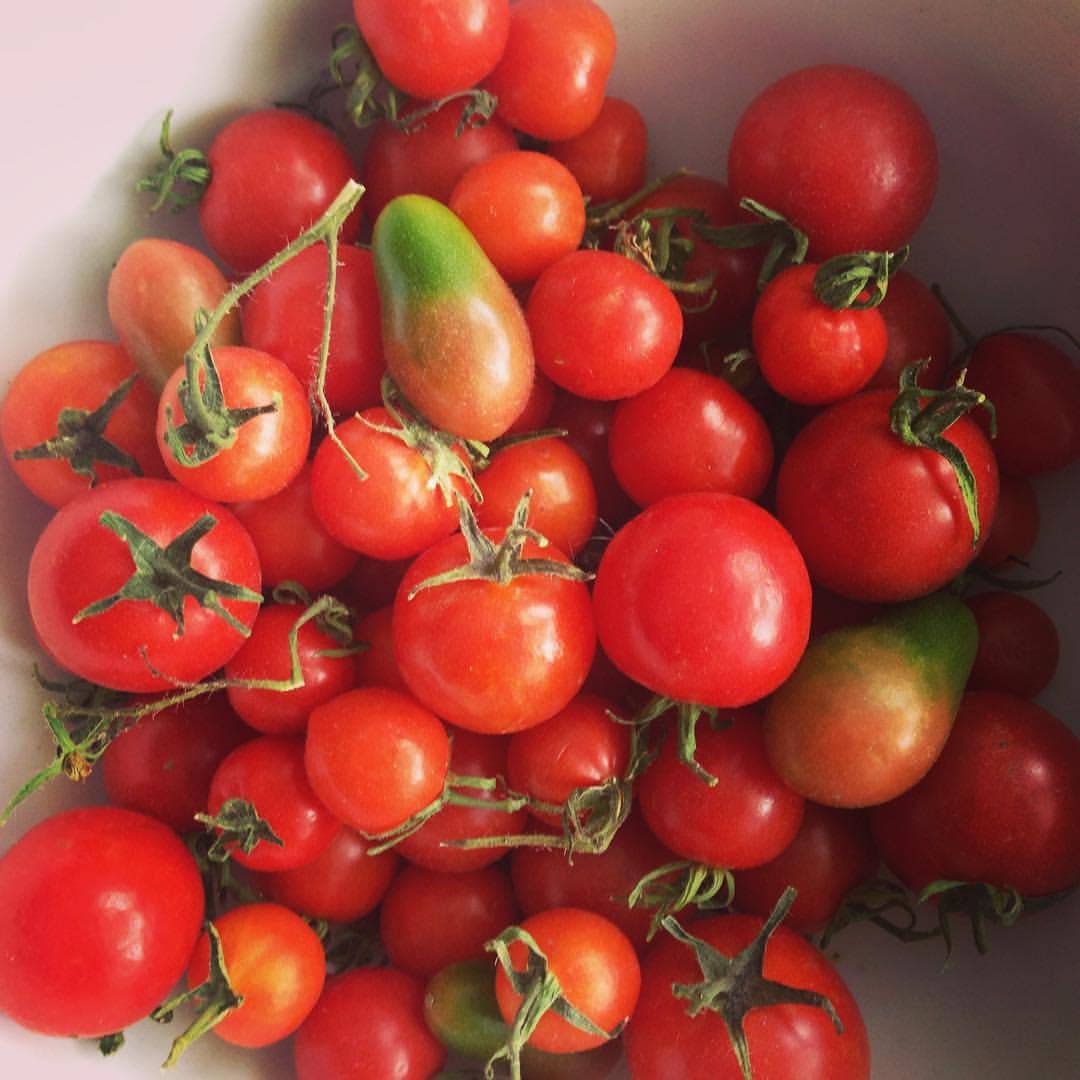 Garden in a Bag Tomato