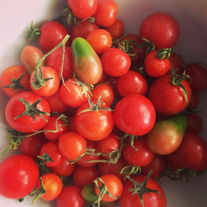 Garden in a Bag Tomato