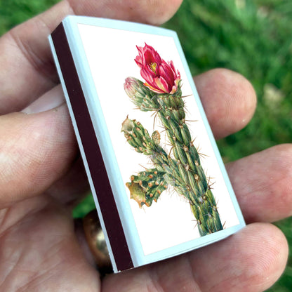 Matches • Walkingstick Cholla Cactus