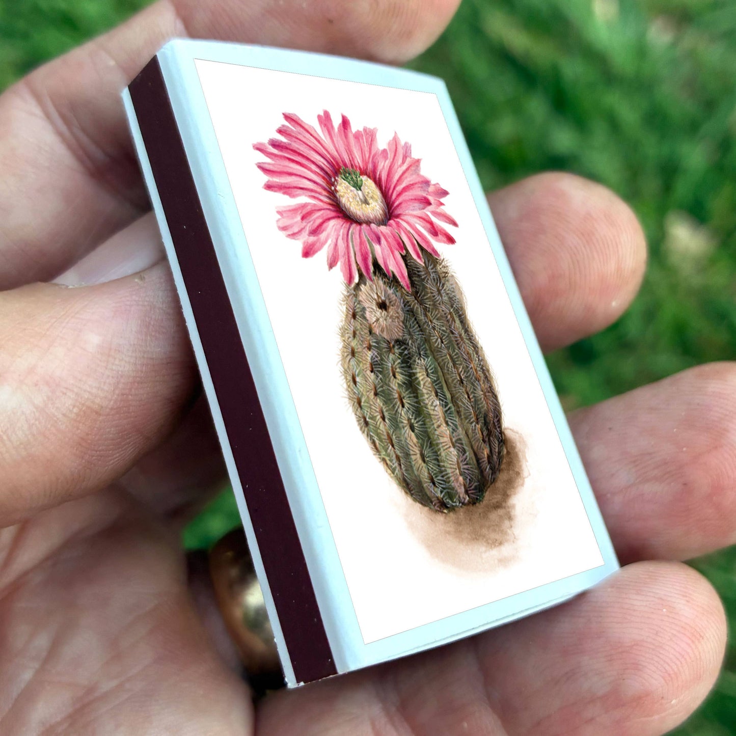 Matches • Turkeyhead Cactus •