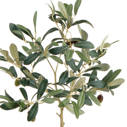 Olive Tree With Fruit In Pot 19.5"