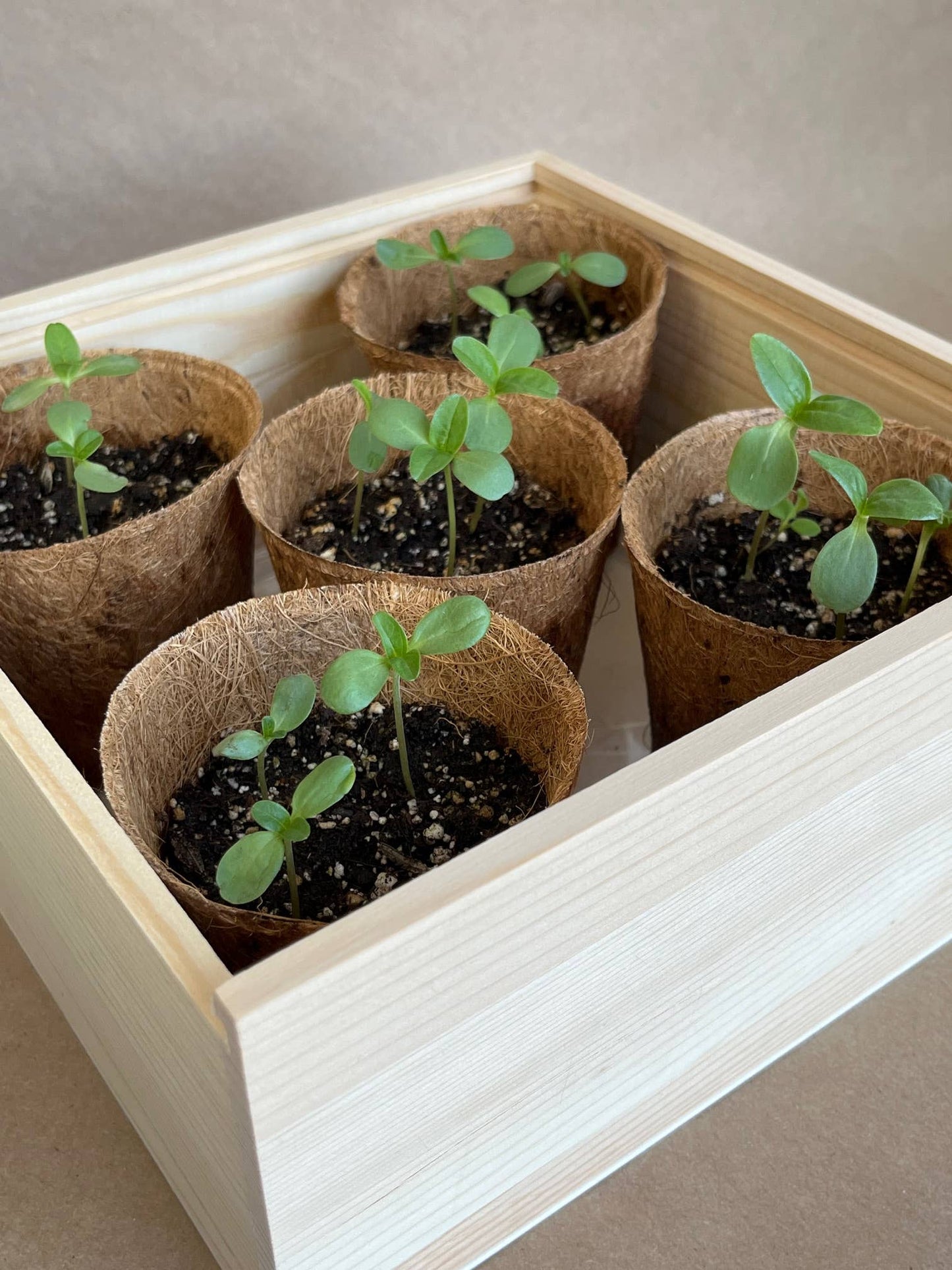 Flower Cutting Garden Box | Mixed Zinnia