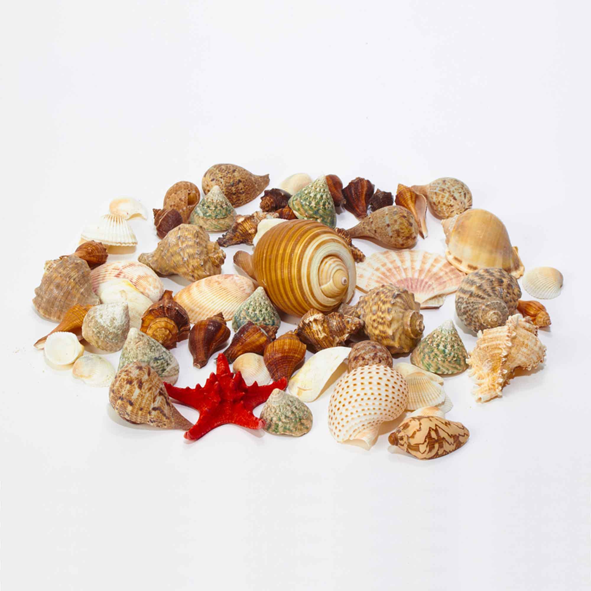 Shells. Amazon Bulk Assorted Seashells – The Olive Branch Boutique