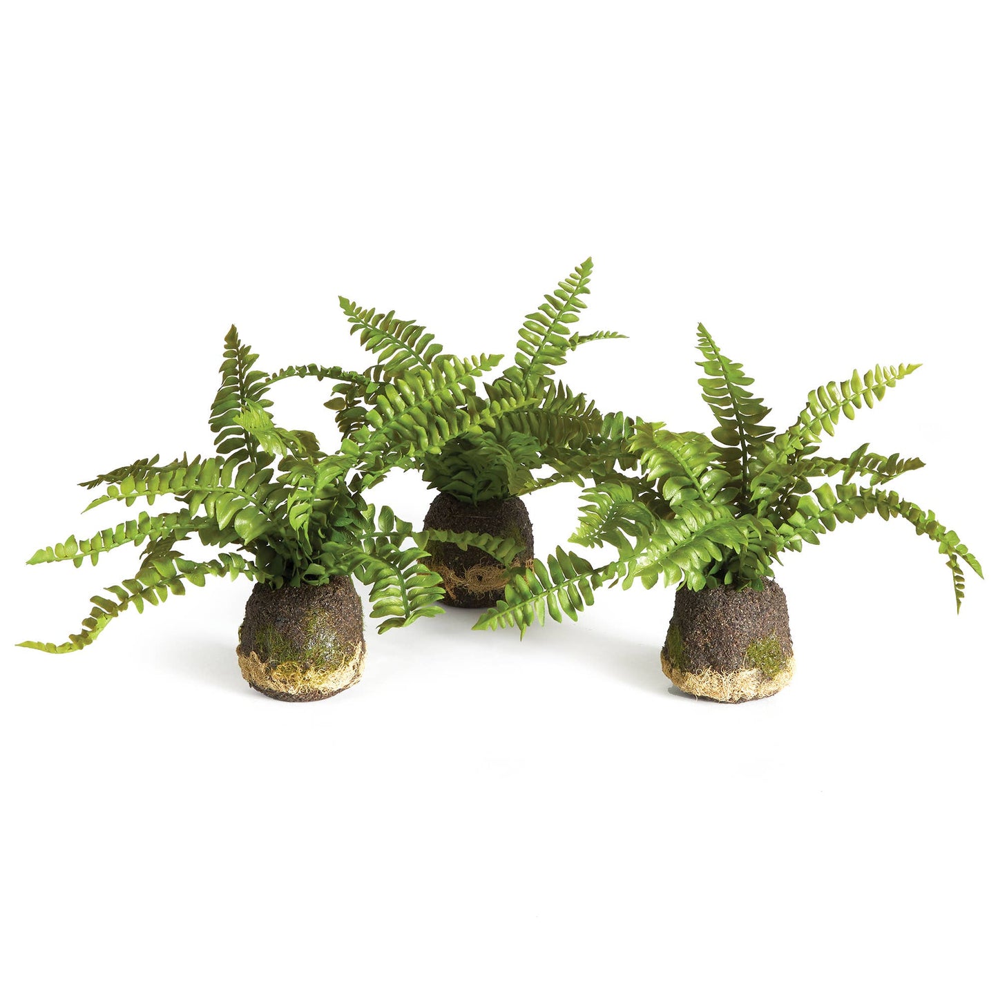 Boston Fern Drop-In