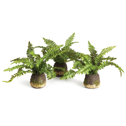 Boston Fern Drop-In