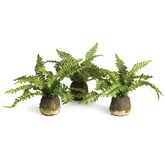 Boston Fern Drop-In