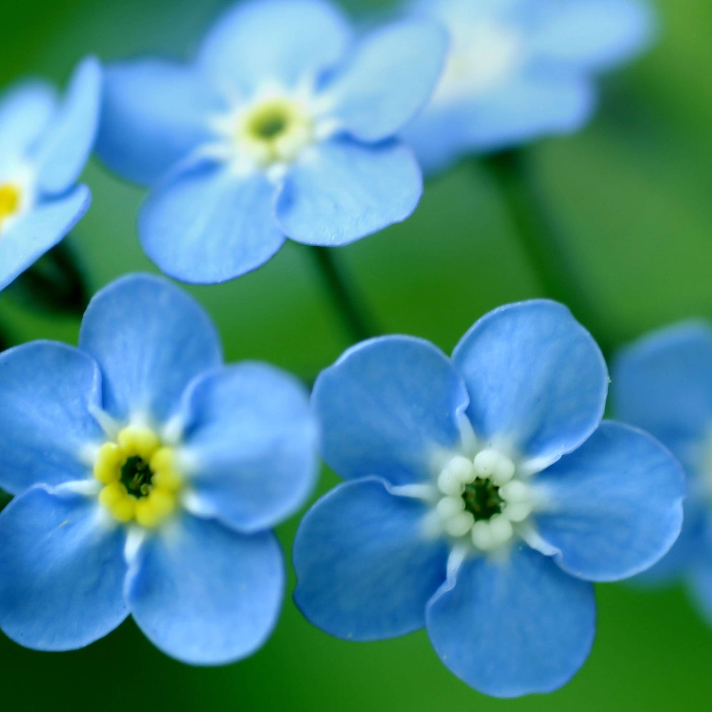 Garden in a Bag | Love - Forget Me Nots | Mother's Day