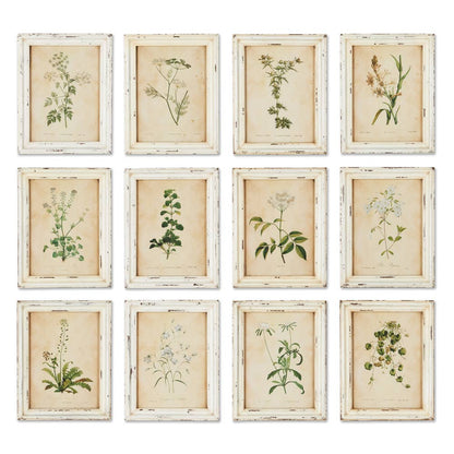 Framed Wild Flower Botanical Prints -Assorted- Sold Separately