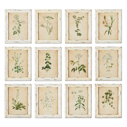 Framed Wild Flower Botanical Prints -Assorted- Sold Separately