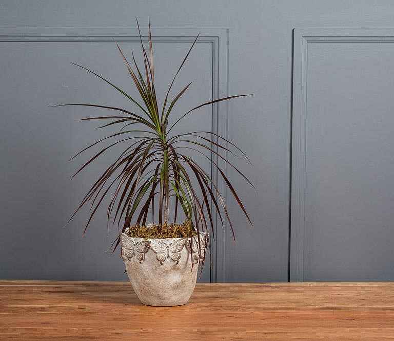 Butterfly Edged Planter-7"H