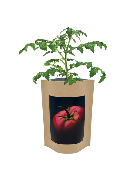 Garden in a Box | Vegetable Garden