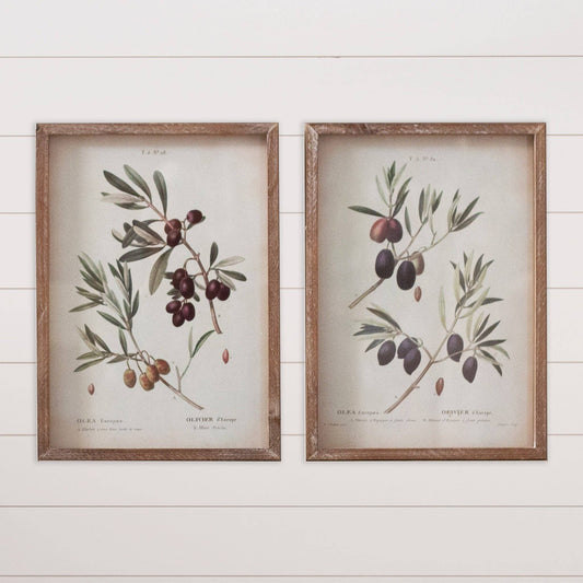 Framed Prints - Olive Branches (2)