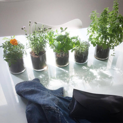 Essential Oregano Garden | Spring Herb Gift