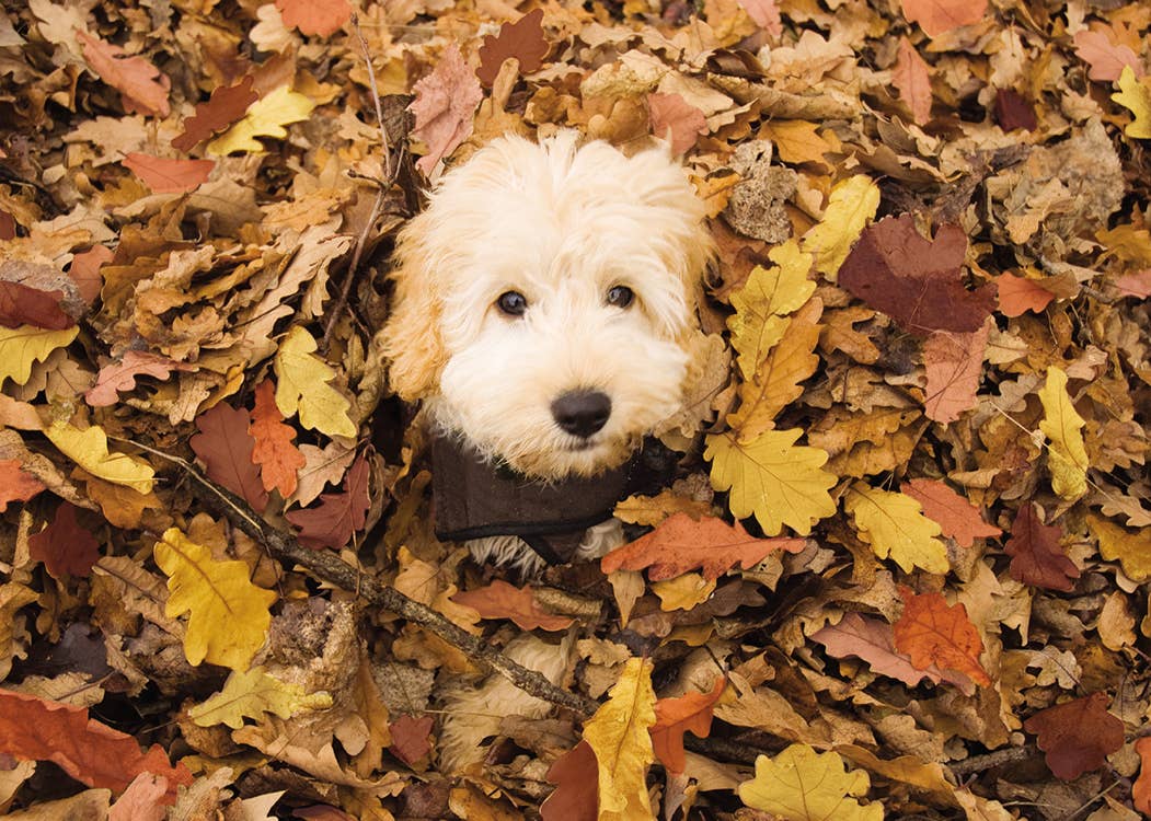 Dog In Falling Leaves Greeting Card, Photograph of a fluffy cream puppy with a dark collar peeking up out of a pile of orange, gold and brown fallen leaves.