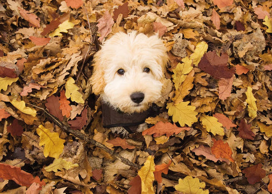 Dog In Falling Leaves Greeting Card, Photograph of a fluffy cream puppy with a dark collar peeking up out of a pile of orange, gold and brown fallen leaves.