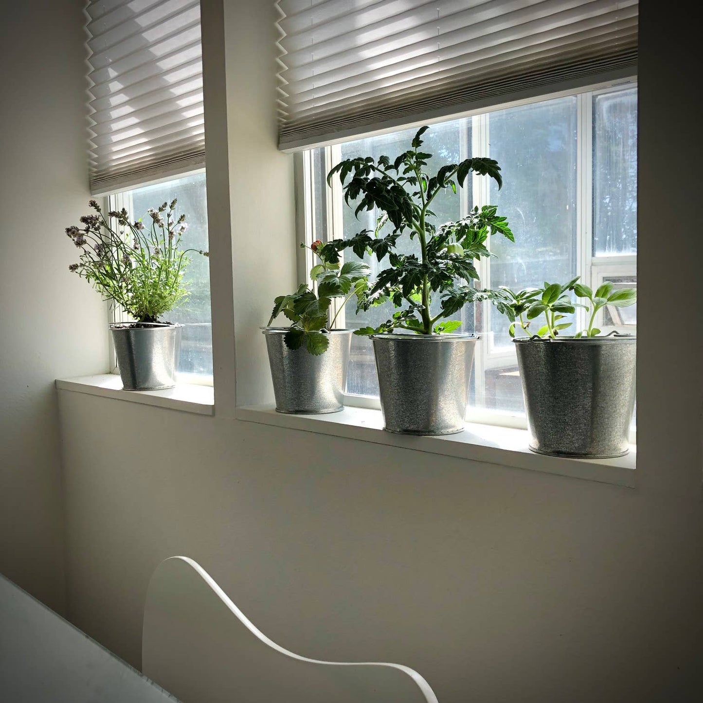Garden in a Pail | Herbs |