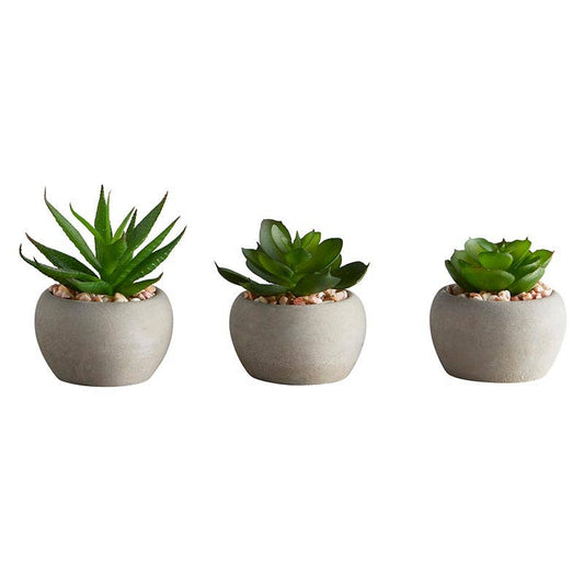 Succulent - Mini